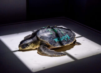 WILD THINGS: TURTLES, TURTLES, EVERYWHERE a turtle sitting on top of a white floor