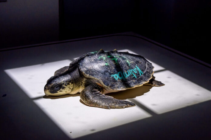 a turtle sitting on top of a white floor