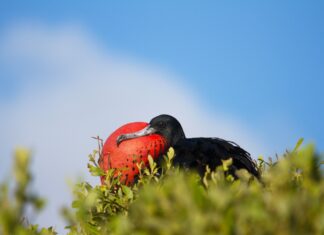 a bird with a red ball in its beak