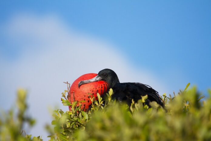 a bird with a red ball in its beak