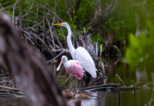 WILD THINGS: STARRING ROSEATE J. SPOONBILL AS HIMSELF a couple of birds standing on top of a body of water