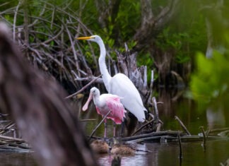 a couple of birds standing on top of a body of water