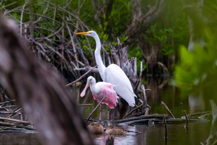 a couple of birds standing on top of a body of water
