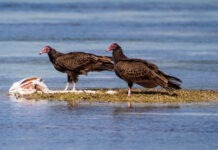 WILD THINGS a group of birds standing on top of a body of water