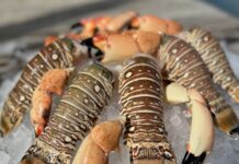 a close up of a plate of food on ice