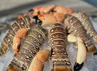 CLAW & ORDER: LOBSTER AND STONE CRAB PRICE FIXING LAWSUITS ACCUSE KEYS FISH HOUSES a close up of a plate of food on ice