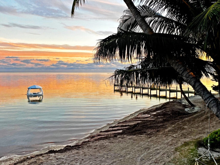 a boat on the water near a palm tree