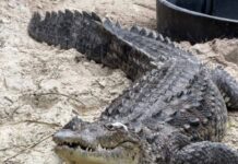 CROCODILE SPEARED IN THE HEAD DIES FOLLOWING MONTHSLONG RECOVERY BATTLE a large crocodile laying on top of a sandy ground