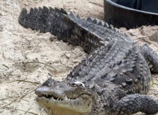 CROCODILE SPEARED IN THE HEAD DIES FOLLOWING MONTHSLONG RECOVERY BATTLE a large crocodile laying on top of a sandy ground