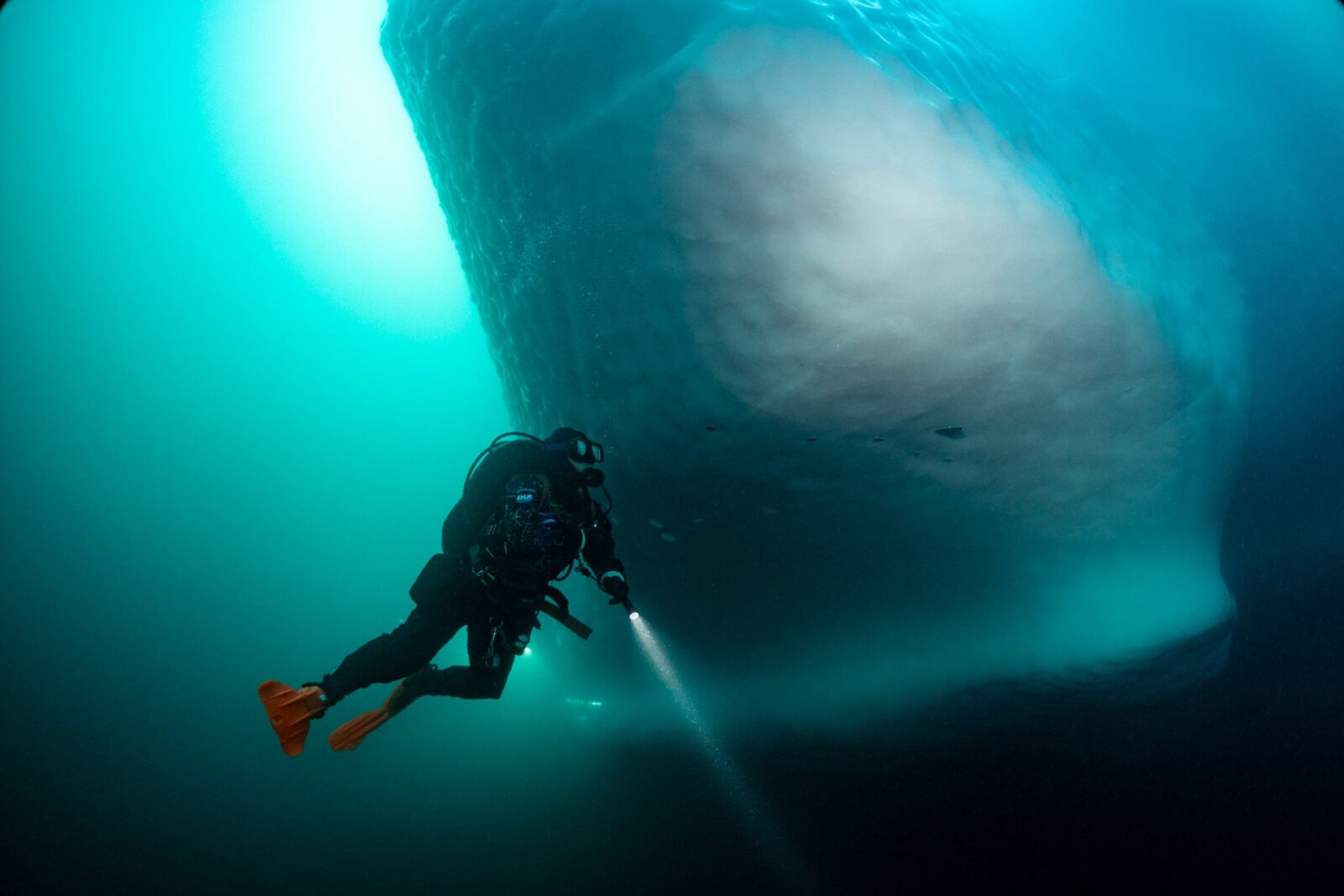 a man scubas near a large whale in the ocean