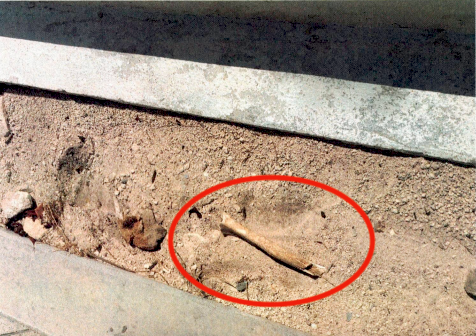 a piece of wood in the ground with a red circle around it