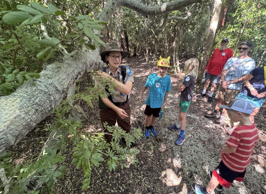 a group of people standing in the woods