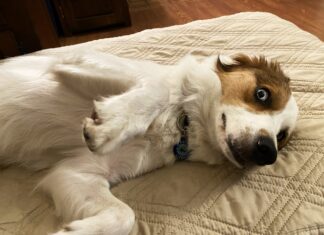 KEY WEST BACK IN THE DAY: CALICO JACK AND THE TUPPERWARE PARTY a brown and white dog laying on top of a bed