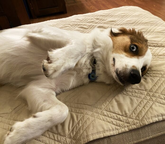 a brown and white dog laying on top of a bed