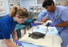 COLD-STUNNED ENDANGERED KEMP’S RIDLEY TURTLES ARRIVE IN STYLE AT THE TURTLE HOSPITAL two people in scrubs and gloves examine a turtle