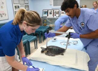 two people in scrubs and gloves examine a turtle