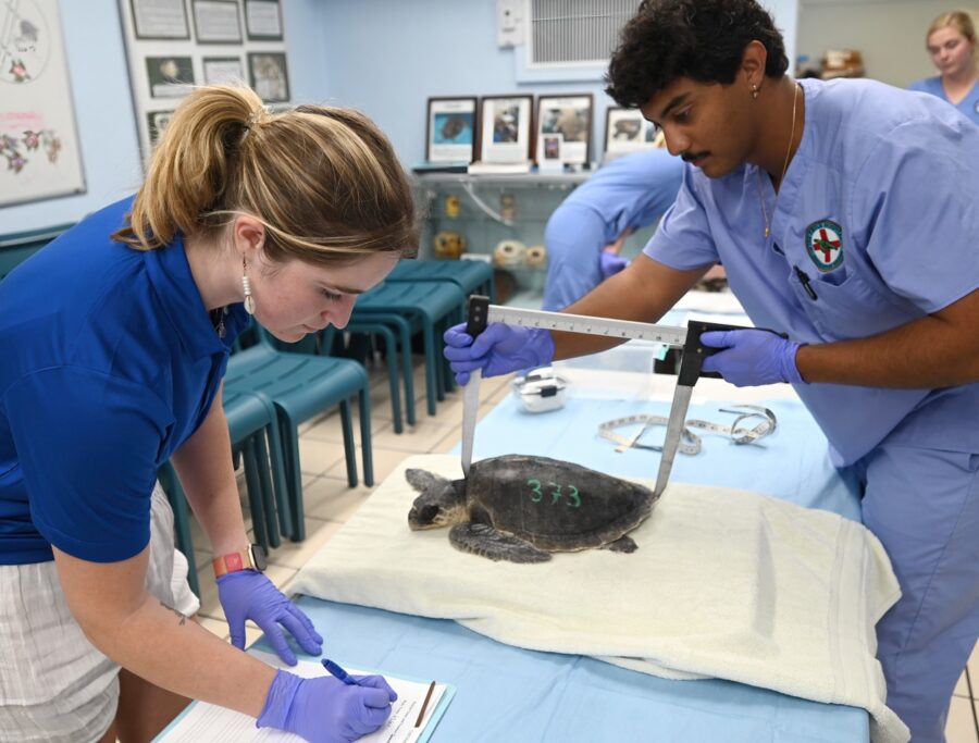 two people in scrubs and gloves examine a turtle