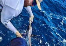 FLORIDA KEYS FISH REPORT: PEAK SAILFISH SEASON IS HERE a man holding a fish in the water