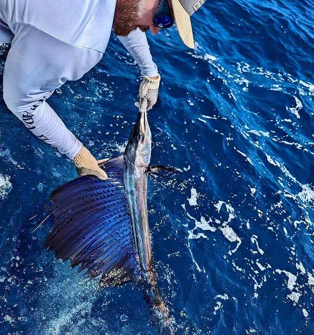 FLORIDA KEYS FISH REPORT: PEAK SAILFISH SEASON IS HERE