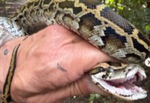 PYTHON HUNTER PROTECTS NATIVE EVERGLADES WILDLIFE a person holding a large snake in their hand