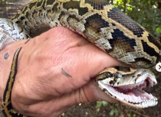 a person holding a large snake in their hand