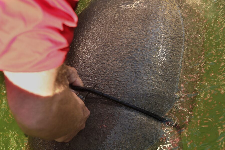 a person riding on the back of an elephant