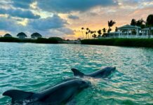 DOLPHINS’ FATE DECIDED: BANKRUPTCY JUDGE APPROVES TRANSFER OF DUCK KEY ANIMALS TO SEAWORLD