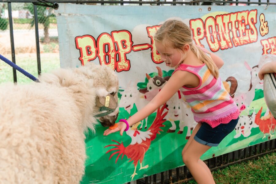 a little girl petting a sheep on the nose