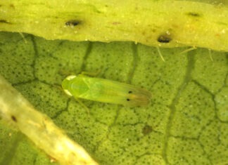 a small green insect sitting on a leaf