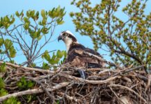 a large bird sitting on top of a nest in a tree