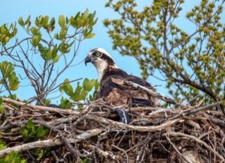 a large bird sitting on top of a nest in a tree