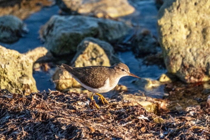 Hedden. Spotted Sandpiper