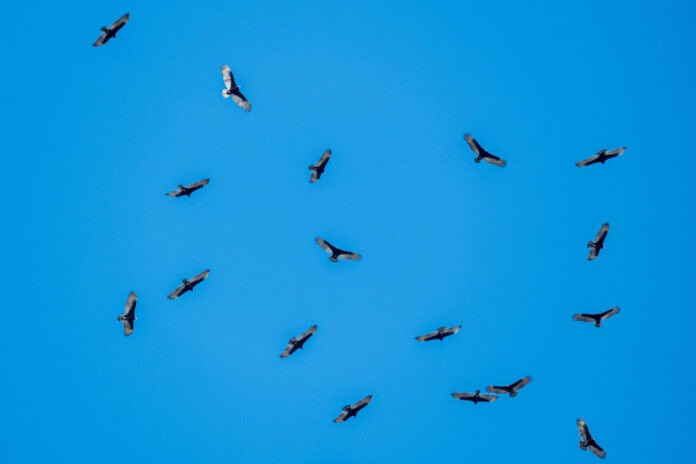 a flock of birds flying through a blue sky