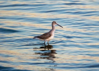 a bird standing in the water looking for food