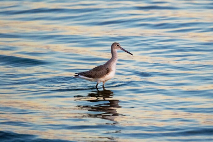 a bird standing in the water looking for food