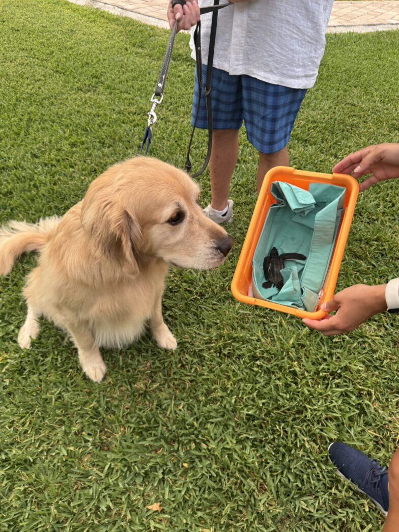 a dog is sniffing a paper boat in the grass