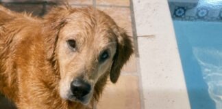 a brown dog standing next to a pool of water