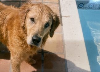 a brown dog standing next to a pool of water
