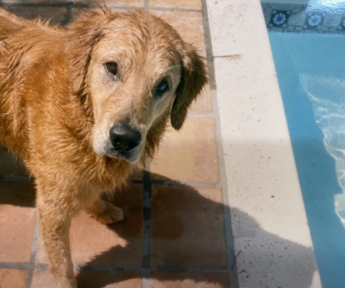 Jefe beside pool a brown dog standing next to a pool of water