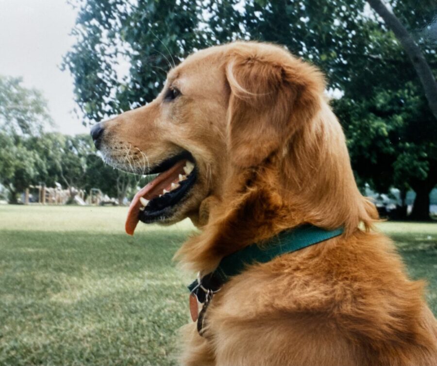 a dog sitting in the grass with its mouth open