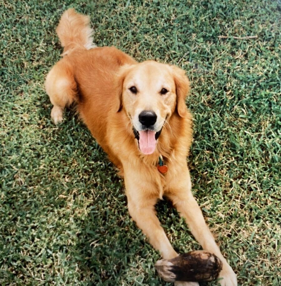 a large brown dog laying on top of a lush green field