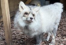 REEF’S REPORT: CARING FOR RESCUED FOXES IS A SERIOUS MISSION