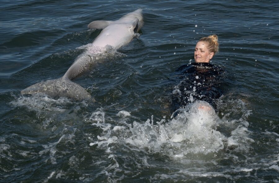 a woman swimming in the ocean with a dolphin