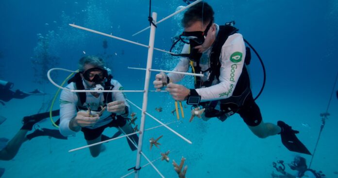 Publix coral nursery 1 a couple of people that are in the water