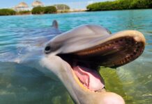 a dolphin swimming in the water with its mouth open