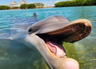 a dolphin swimming in the water with its mouth open