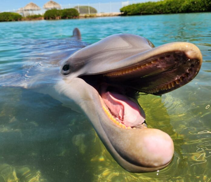 a dolphin swimming in the water with its mouth open