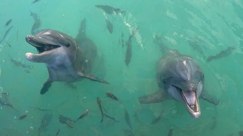 a group of dolphins swimming in a body of water