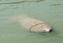 a large animal swimming in a body of water