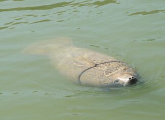 a large animal swimming in a body of water